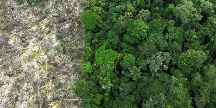 Aerial view showing a deforested area with fallen logs on the left and dense green forest on the right.