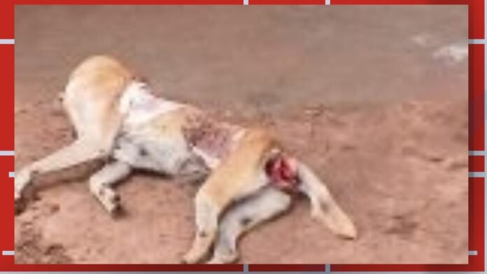 Two light-colored dogs lie on dusty ground, one with a red collar, appearing injured or exhausted.