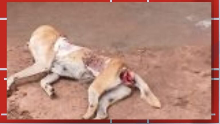 Two light-colored dogs lie on dusty ground, one with a red collar, appearing injured or exhausted.