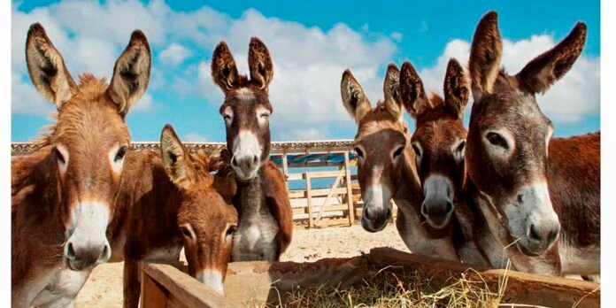 Six donkeys lean over a wooden feeding trough in a sunny farm pen.