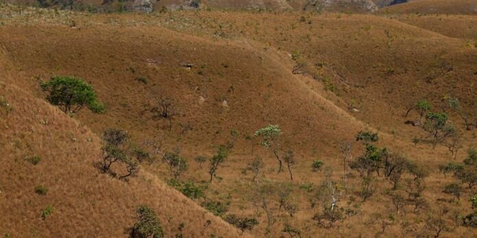 Brown, rolling hillside savanna with scattered green trees and dry grass.