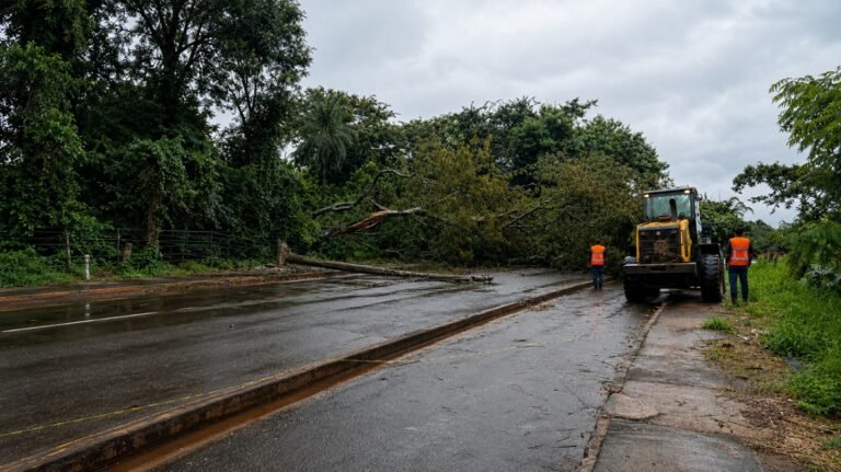 Road blocked by a fallen tree across a wet street; two workers in orange vests stand nearby with a yellow construction vehicle nearby.