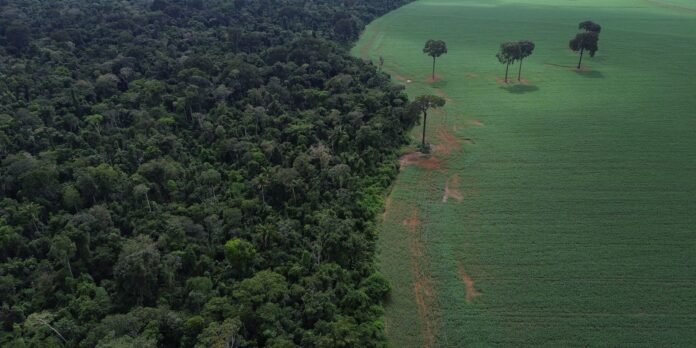 A dense forest on the left transitioning to a green agricultural field on the right, with several lone trees near the edge where the land changes.