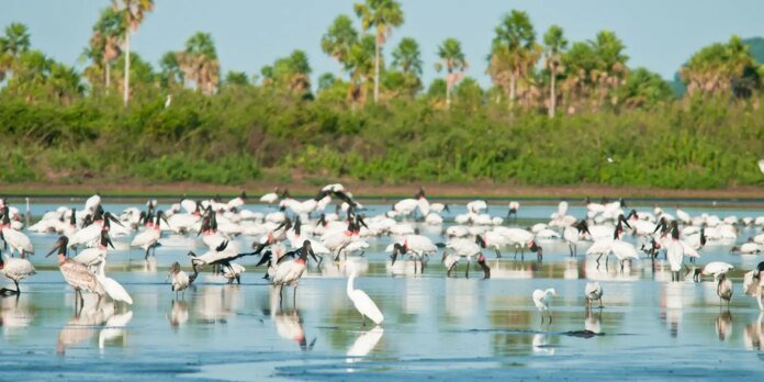 A wetland scene with numerous white ibises and other wading birds standing in shallow water, with palm trees and greenery in the background.