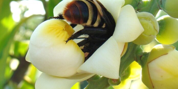 Close-up of a bee collecting nectar from a pale yellow-white flower cluster.