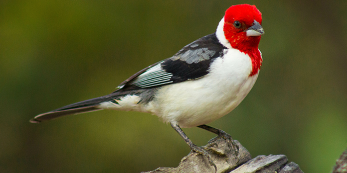 Red-headed finch perched on a weathered branch against a green background