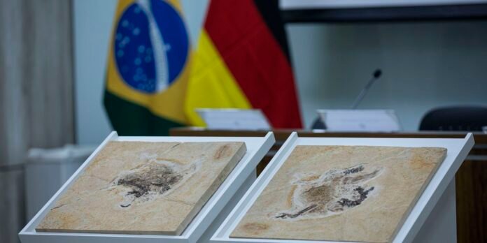 Two beige stone slabs with fossil-like impressions on white angled frames in a conference room, with blurred flags in the background.