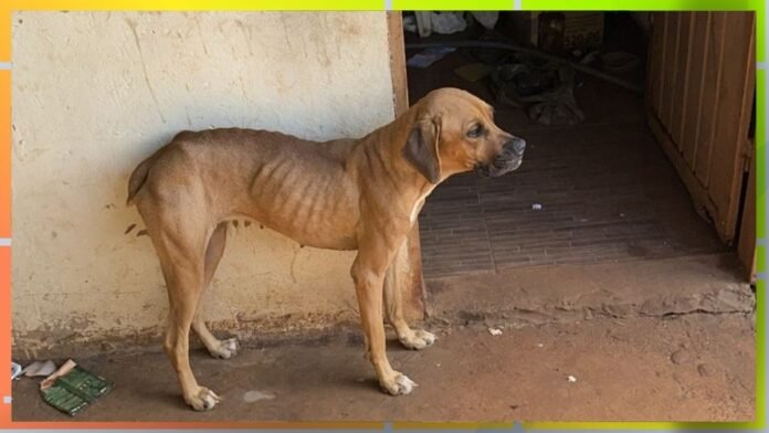 Emaciated brown dog standing on a dusty porch at a doorway, looking to the right.