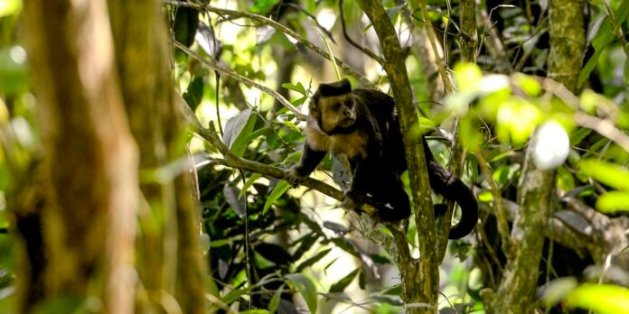Monkey with light face and dark fur perched on a branch in dense jungle foliage, looking toward the camera.