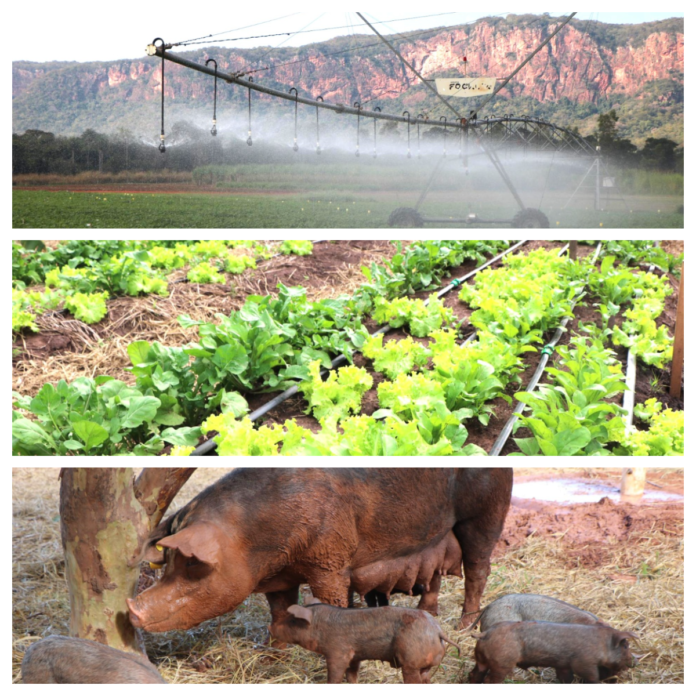Irrigation sprinkler system watering rows of lettuce in a field with a distant hillside view.