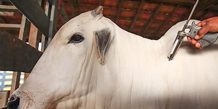 A close-up of a white horse being held by a person who uses a metal veterinary instrument against its neck during an examination in a barn.