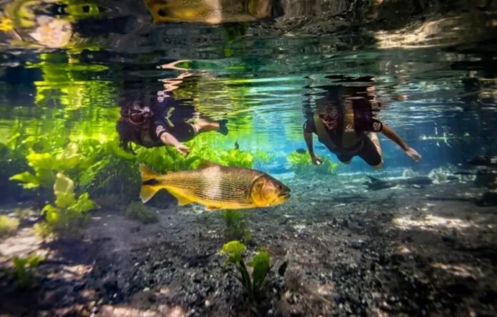 Underwater scene of two snorkelers swimming above a large yellowish fish among green aquatic plants in a clear spring.