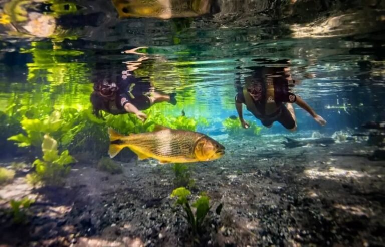 Underwater scene of two snorkelers swimming above a large yellowish fish among green aquatic plants in a clear spring.