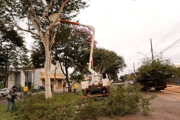 Workers in a bucket lift prune a tall tree beside a busy street; branches spread on the ground nearby.