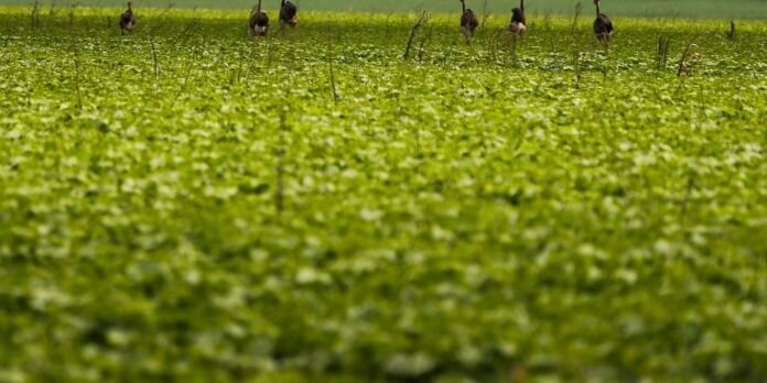 Several birds walk along a wetlands edge over a pond covered in dense green duckweed or aquatic plants.