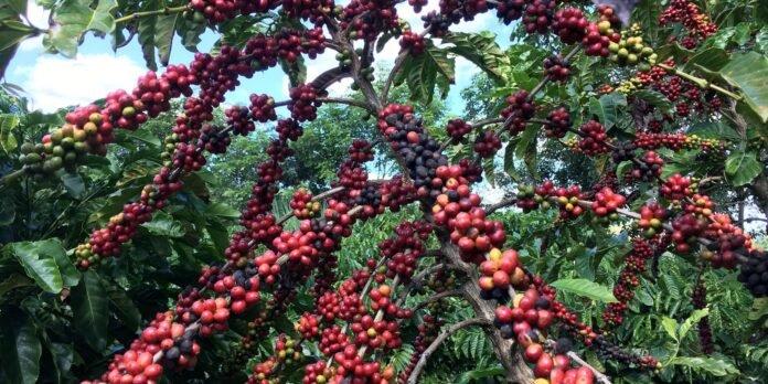 Coffee plant with clusters of glossy red coffee cherries along tangled branches.