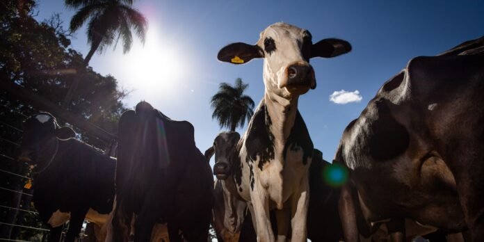 Group of dairy cows gathered along a fence on a bright sunny day, photographed from a low angle with sun flare in the sky.