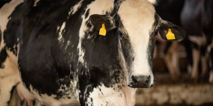Holstein dairy cow facing the camera in a dim barn, yellow ear tags visible on both ears.