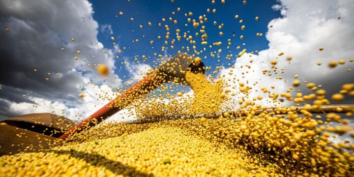 Corn kernels pour from a red-handled rake into a large golden pile outdoors, with a blue sky and clouds in the background.