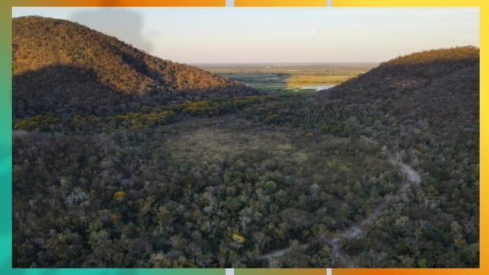 A forested valley between two rolling hills with a distant flat plain beyond the trees and a winding dirt path through the woodland.