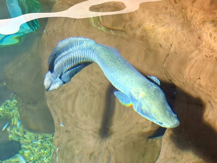 Blue eel-like fish curving through a rocky aquarium tank side.