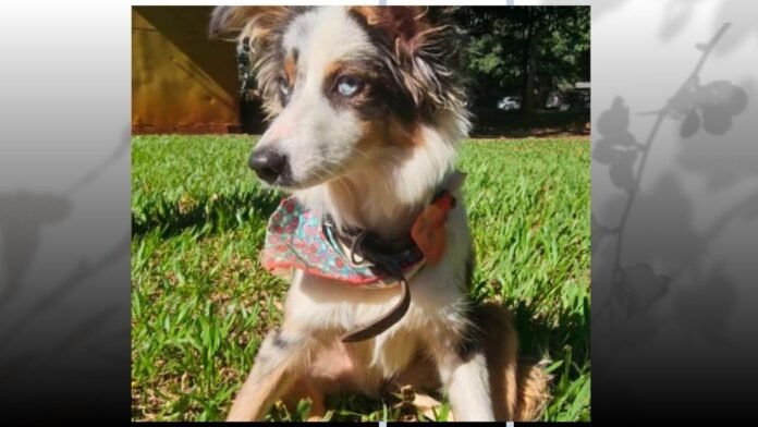 Dog with a blue eye wearing a floral bandana sits on green grass in sunlight outdoors.