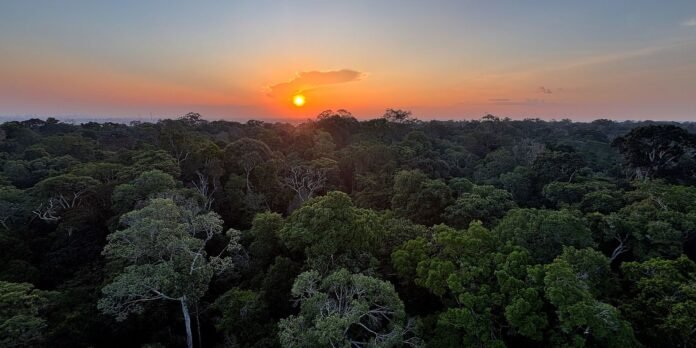 Dense tropical forest at sunset with the sun low on the horizon and an orange sky above.