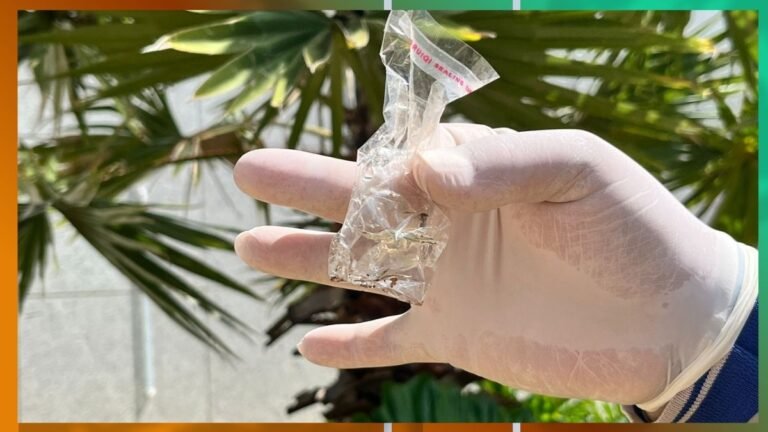 Gloved hand holding a crumpled plastic wrapper outdoors with green plants in the background (demonstrating plastic waste).