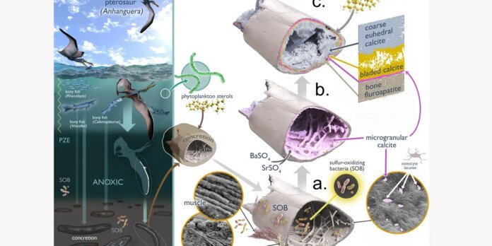 Diagram of fossilization and calcite formation showing steps from bacteria to microgranular calcite in shells and bones in an aquatic ecosystem.