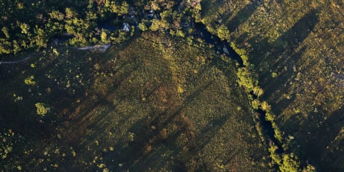 Aerial view of a forest with a narrow winding creek running through marshy fields below the treetops.