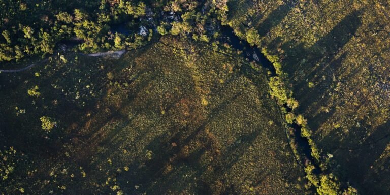 Aerial view of a forest with a narrow winding creek running through marshy fields below the treetops.