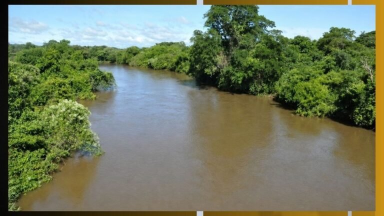 Wide muddy river flowing between dense green mangrove trees under a blue sky.