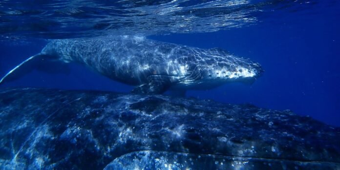Whale shark gliding over a rocky seabed in clear blue ocean water.