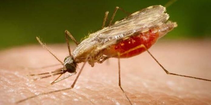 Macro shot of a mosquito on skin, its long legs and proboscis probing the surface for blood.