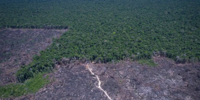 Aerial view of a dense green forest with a large cleared area in the foreground and a dirt path cutting through it.