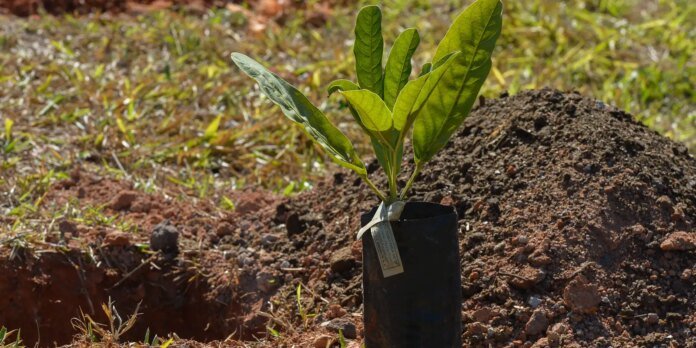 Young seedling in a black plastic grow bag planted in a mound of soil outdoors.