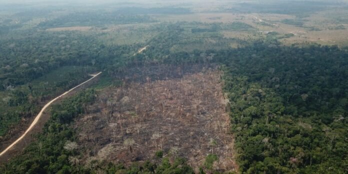 Aerial view of a deforested clearing amidst a dense forest, with a winding dirt road on the left edge and surrounding green trees