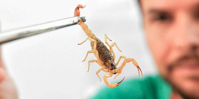 Orange scorpion held by metal forceps in a laboratory setting, with a researcher blurred in the background