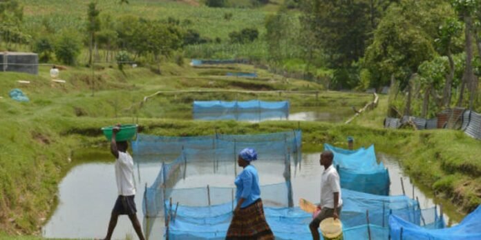 Farmers work at a terraced fish pond farm with blue netting and baskets in a rural setting.