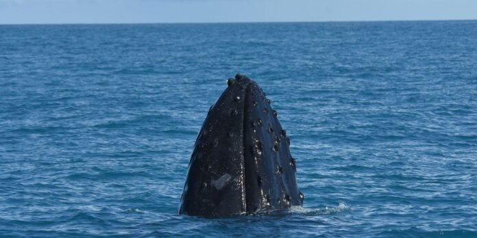 A dark whale’s tail fin (fluke) rising above the blue ocean, droplets spraying as it dives.