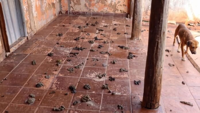 Tiled outdoor porch covered with numerous piles of dog feces; a brown dog stands near the edge on the right side, with peeling walls in the background.