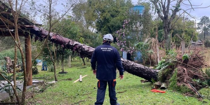 A person wearing a helmet and a dark jacket labeled Defesa Civil Porto Alegre stands in a yard, facing a large fallen tree resting on the ground and a fence.