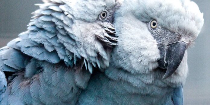 Close-up of a blue-gray parrot preening its feathers, with a curved dark beak and yellow eye.