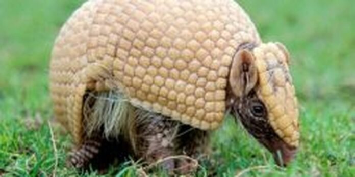Armadillo with a segmented, armored shell foraging on green grass surface.