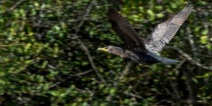 Cormorant in mid-flight with wings fully spread and a yellow beak, over a leafy green background.