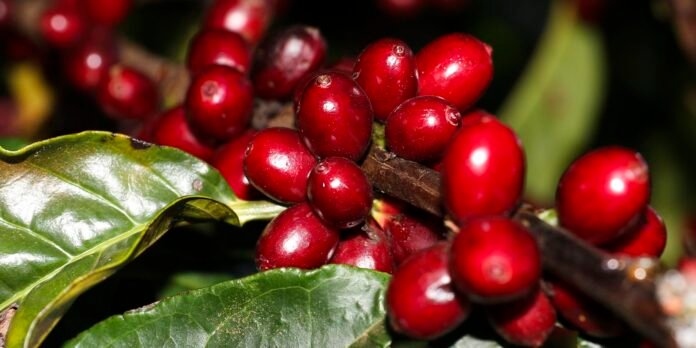 Close-up of ripe red coffee cherries on a branch with glossy green leaves.