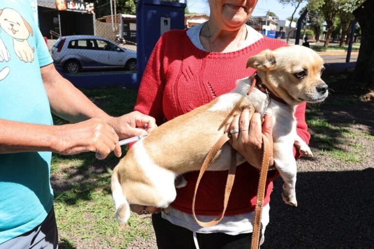 A small tan-and-white dog is held by a person in a red sweater while another person prepares an injection outdoors.