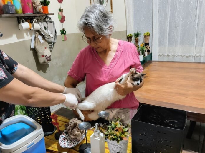 Older woman in pink holds a Siamese-faced cat while another person helps with its hind legs during a checkup in a cozy room.