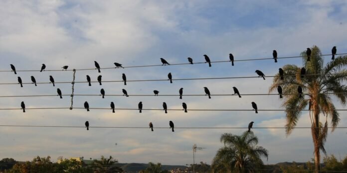 Many black birds perched on several parallel power lines against a blue sky with palm trees in the background.