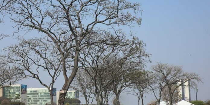 Leafless trees in a city park with modern glass buildings in the background under a clear blue sky